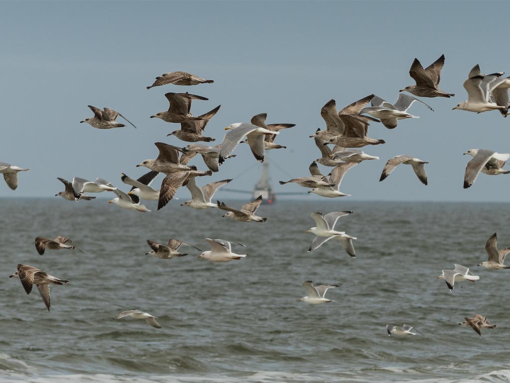 Blickwinkel Sylt Serie - Möwen